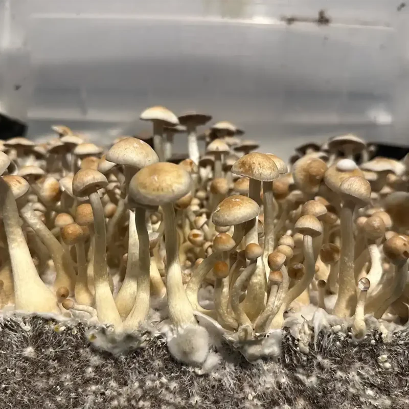 large flush of natalensis super strain isolated spore syringe mushrooms