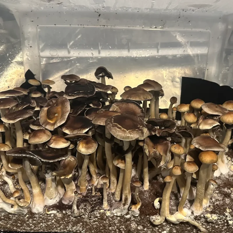 large flush of colombian spore syringe mushrooms