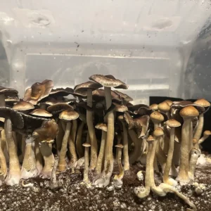 large flush of colombian spore syringe mushrooms