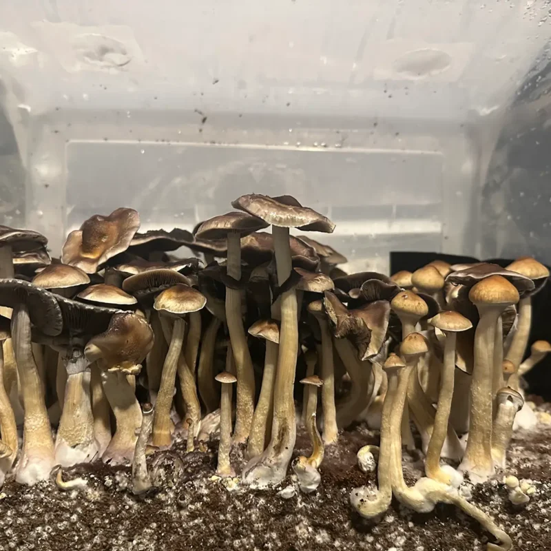 large flush of colombian spore syringe mushrooms