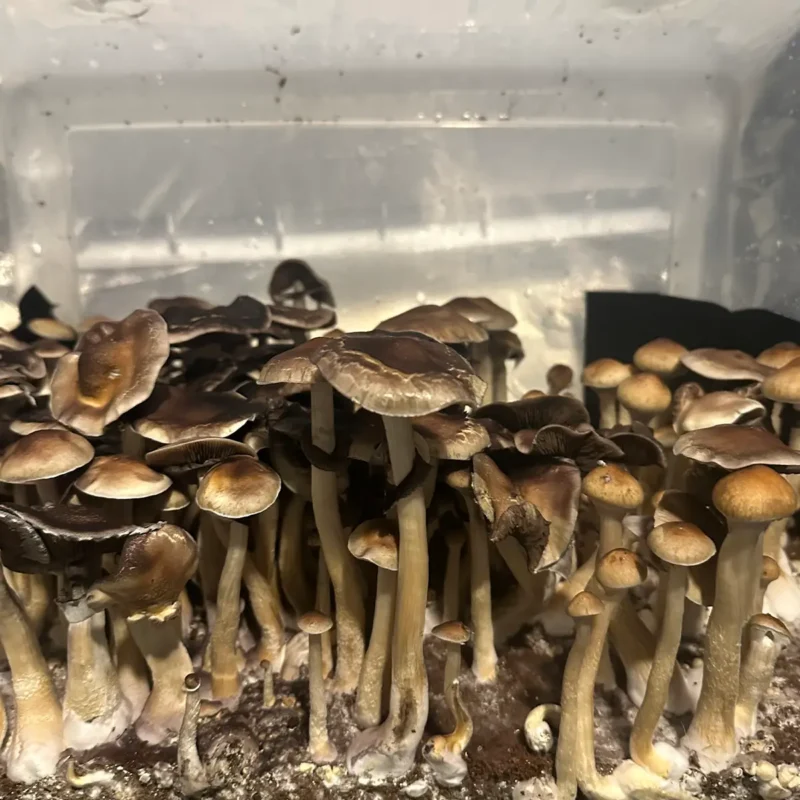 large flush of colombian spore syringe mushrooms
