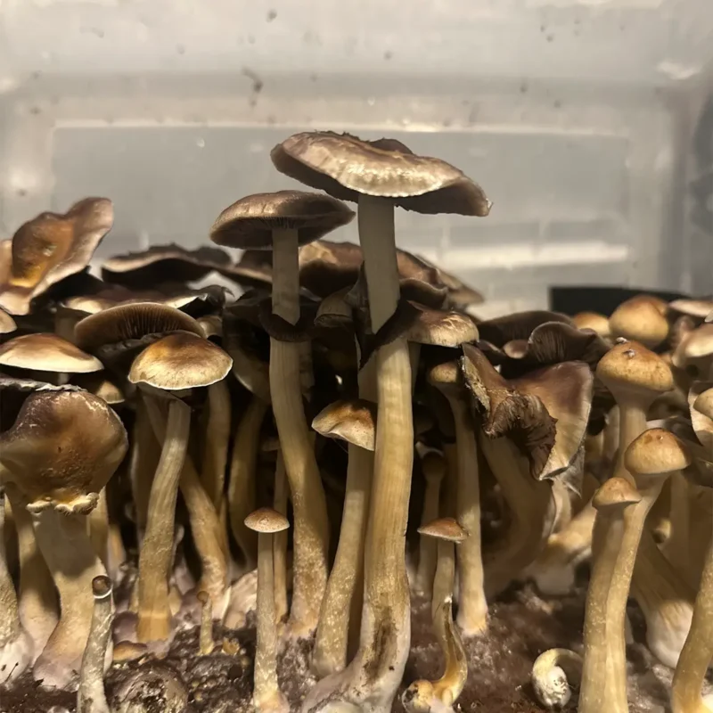 large flush of colombian spore syringe mushrooms