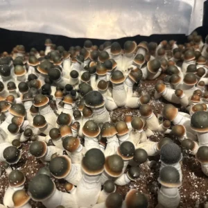 large flush of pe uncut isolated spore syringe mushrooms