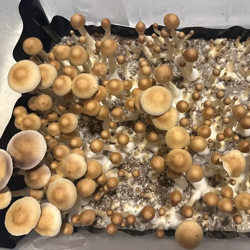 An aerial view of Alabama spore syringe mushrooms.