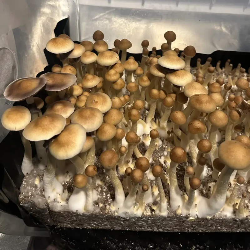 An close up of a bountiful flush of Alabama spore syringe mushrooms.