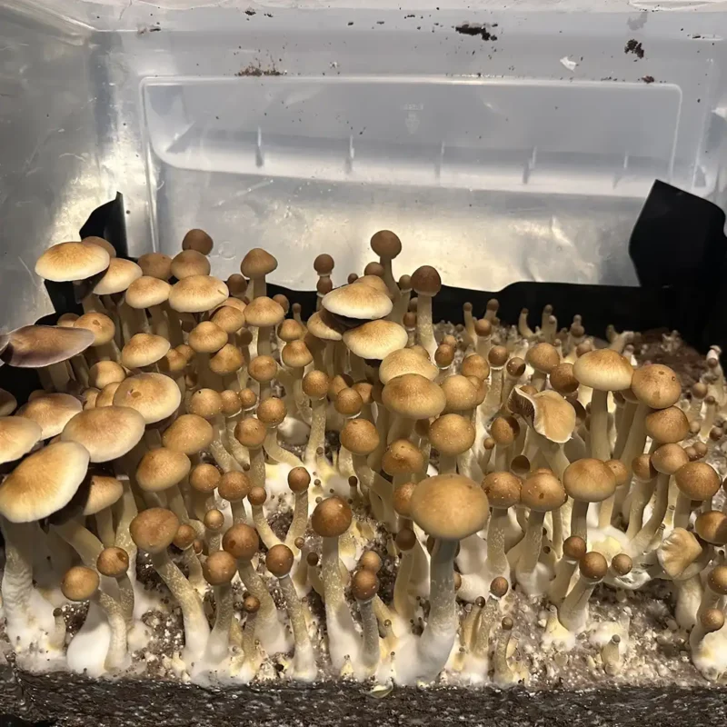 A large flush of Alabama spore syringe mushrooms.
