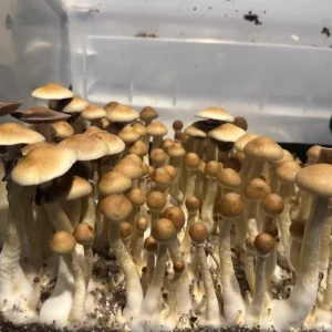 A large flush of Alabama spore syringe mushrooms.