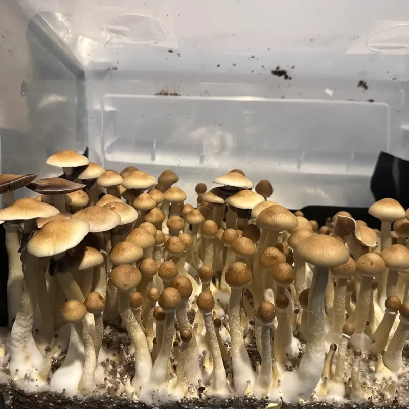 A side view from a tub of Alabama spore syringe mushrooms.