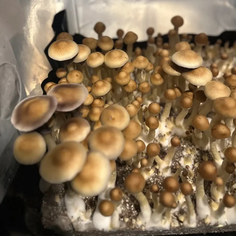 An aerial view of Alabama spore syringe mushrooms.