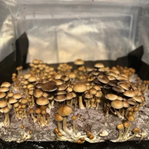 A large flush of Alacabenzi spore syringe mushroom.