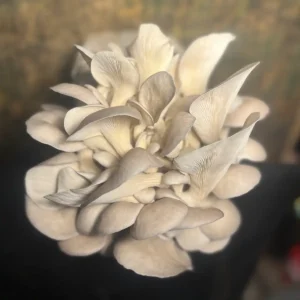 A large bouquet of Blue Oyster mushrooms.