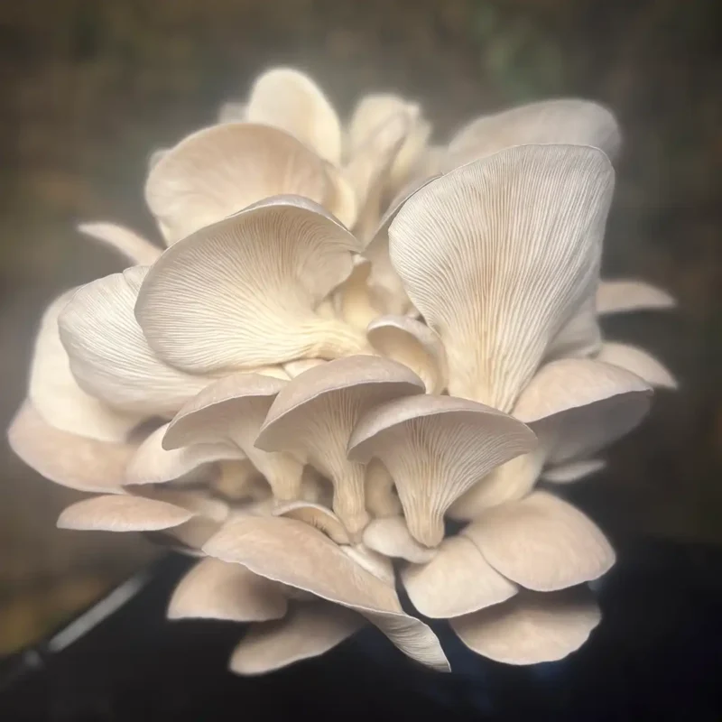 A large bouquet of Blue Oyster mushrooms.