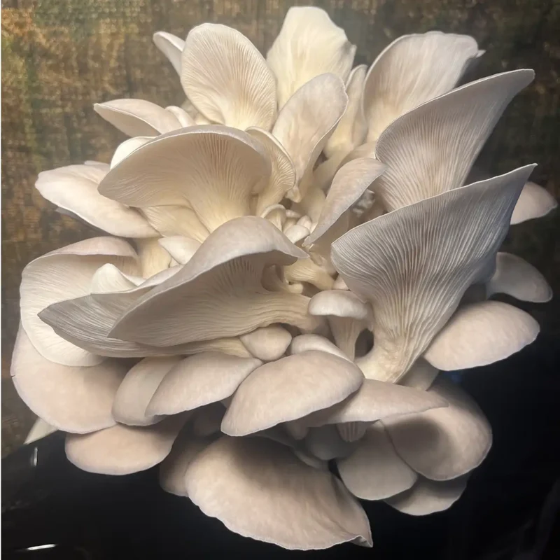 A large bouquet of Blue Oyster mushrooms.