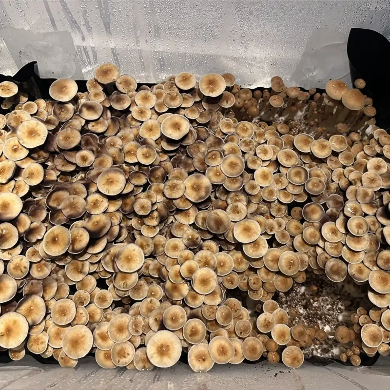 A large flush of Corumba Brazil spore syringe mushrooms.