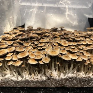 A large flush of Corumba Brazil spore syringe mushrooms.