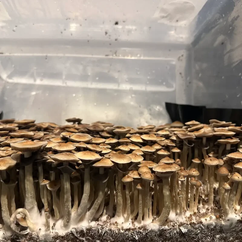 A large flush of Corumba Brazil spore syringe mushrooms.
