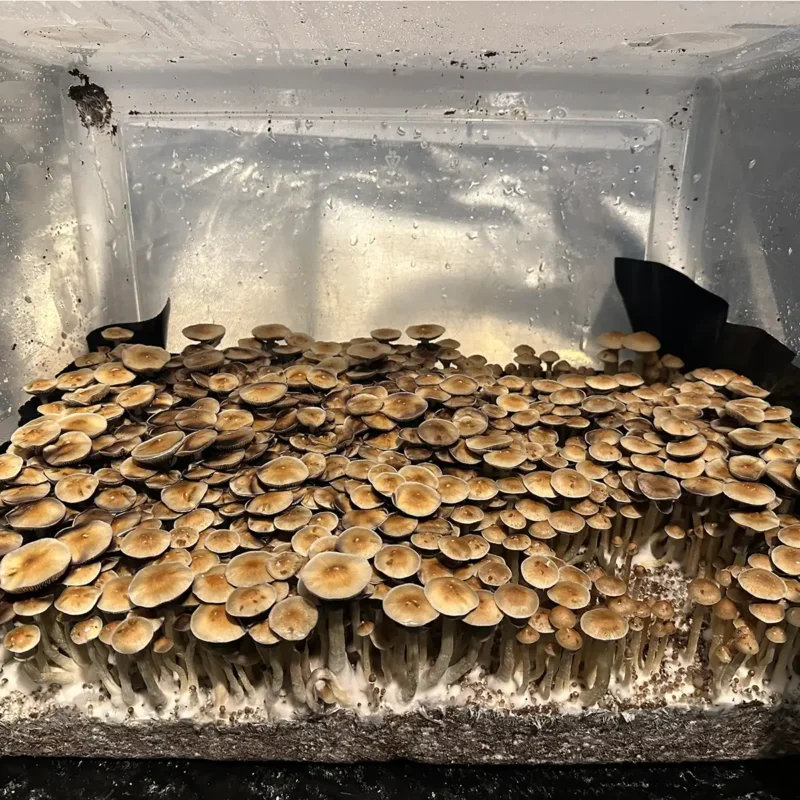 A large flush of Corumba Brazil spore syringe mushrooms.