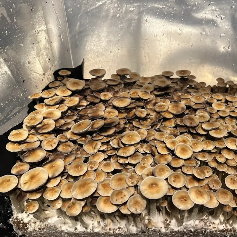 A large flush of Corumba Brazil spore syringe mushrooms.