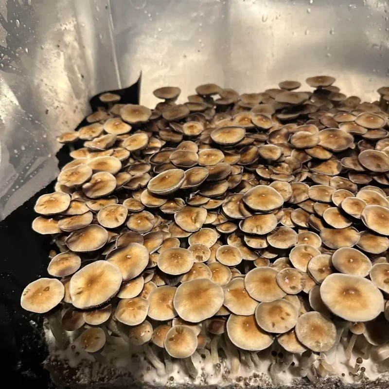 A large flush of Corumba Brazil spore syringe mushrooms.