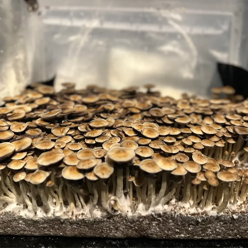 A large flush of Corumba Brazil spore syringe mushrooms.