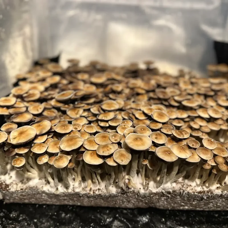 A large flush of Corumba Brazil spore syringe mushrooms.
