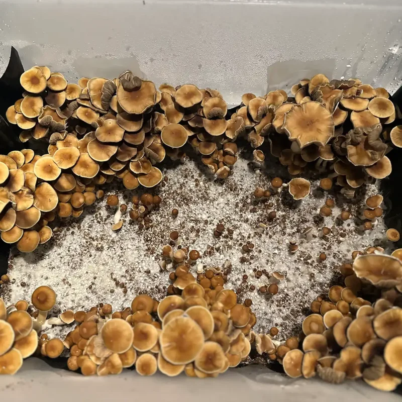 An aerial view of Malabar spore syringe mushrooms