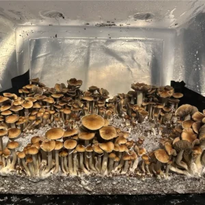 A large flush of Malabar spore syringe mushrooms