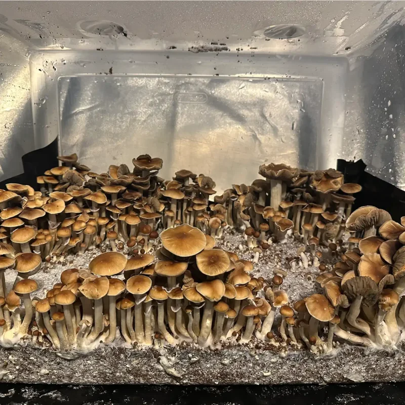 A bountiful tub of Malabar spore syringe mushrooms