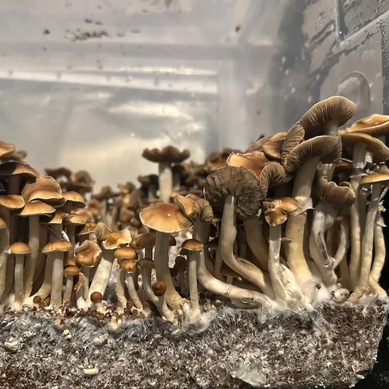 A close up view of Malabar spore syringe mushrooms