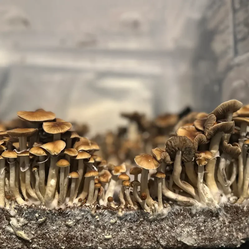 A side view of a flush of Malabar spore syringe mushrooms