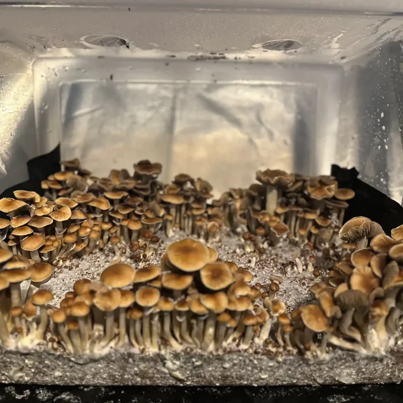 A large flush of Malabar spore syringe mushrooms