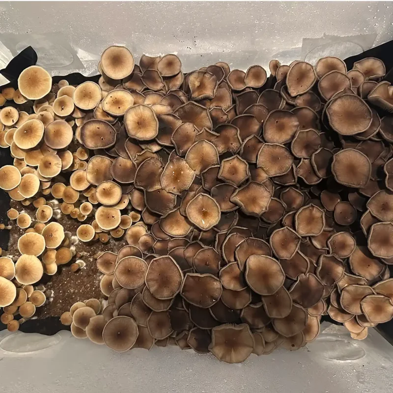 An aerial view of Malaysian spore syringe mushrooms