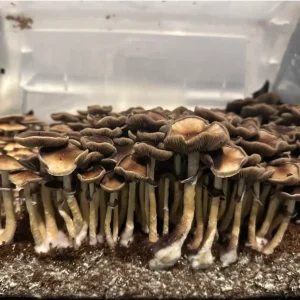 large flush of Malaysian spore syringe mushrooms