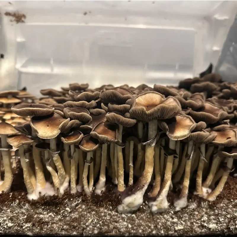 A side view of a tub of Malaysian spore syringe mushrooms