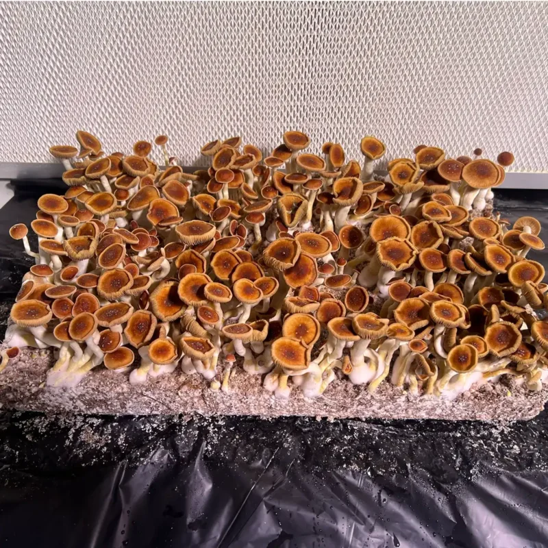 A large flush of Mexican Red Spore syringe mushrooms.