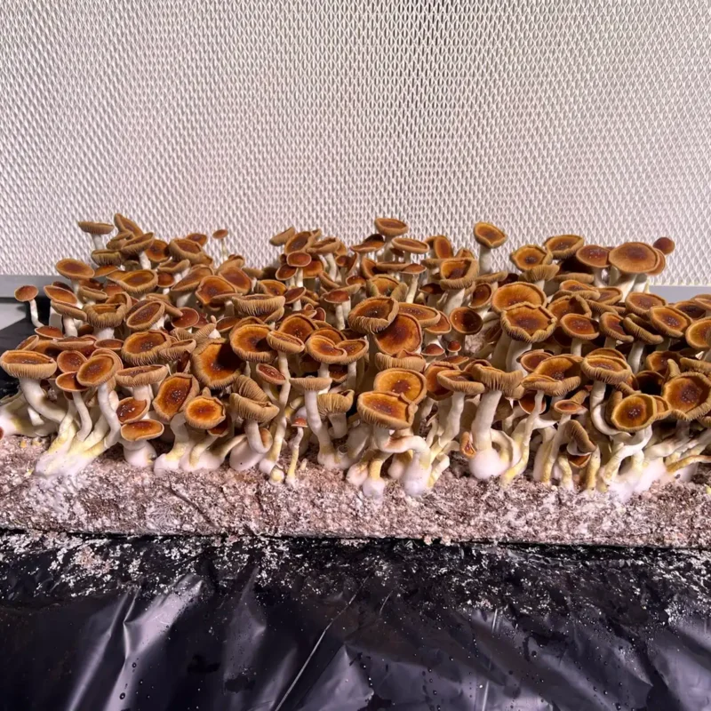 A large flush of Mexican Red Spore syringe mushrooms.