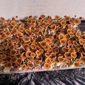 A large flush of Mexican Red Spore syringe mushrooms.