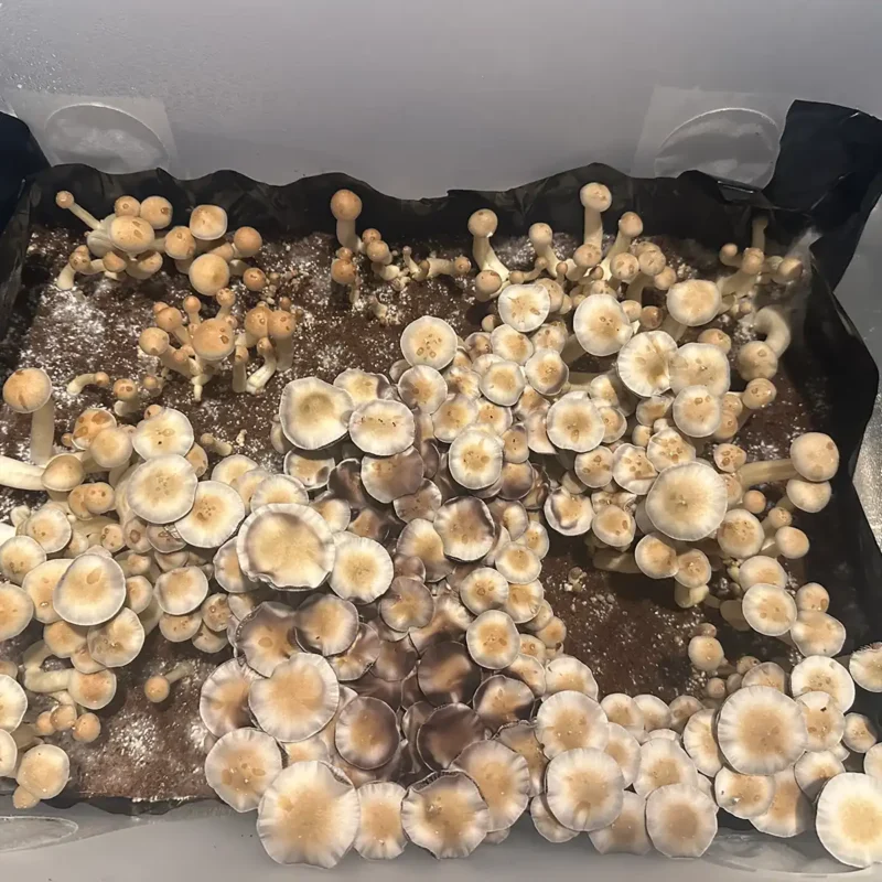 An aerial view of Nepal Chitwan Spore syringe mushrooms.