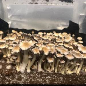 A large flush of Nepal Chitwan Spore syringe mushrooms.