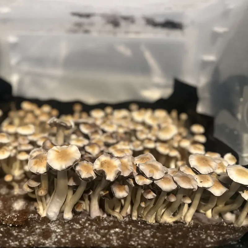 A large flush of Nepal Chitwan Spore syringe mushrooms.