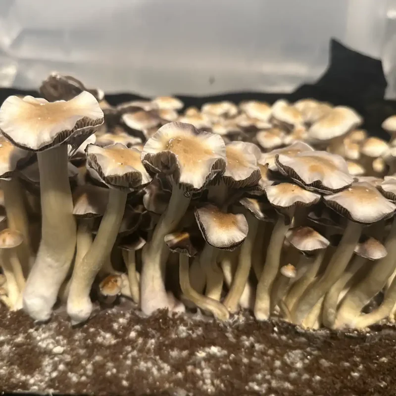A close up side view of Nepal Chitwan Spore syringe mushrooms.