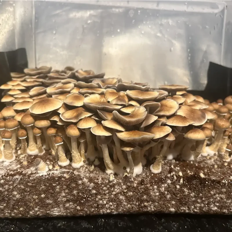 A side view of South American Spore Syringe mushrooms.