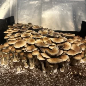 A large flush of South American Spore Syringe mushrooms.