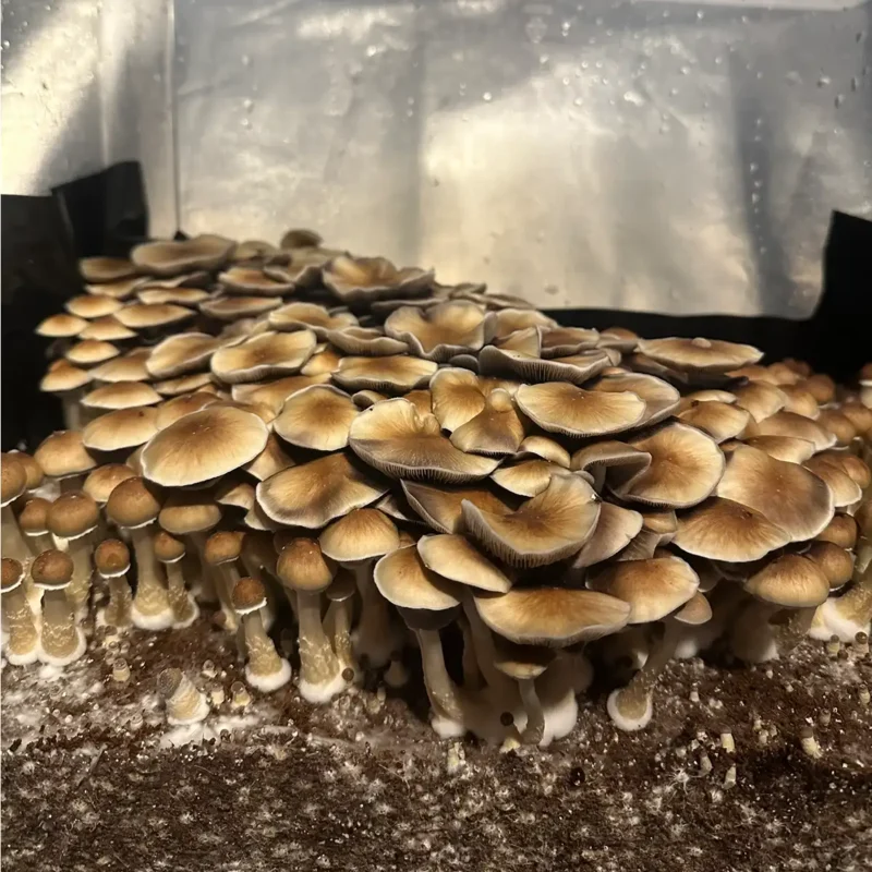 A close up view of a tub of South American Spore Syringe mushrooms.
