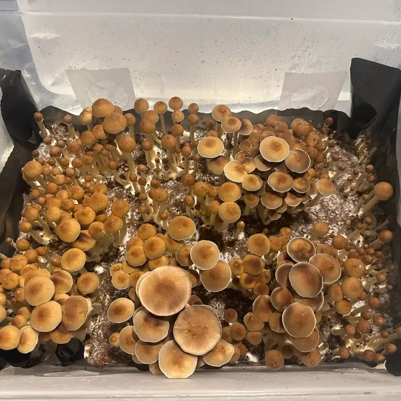 A large flush of Texas Yellow Cap spore syringe mushrooms.