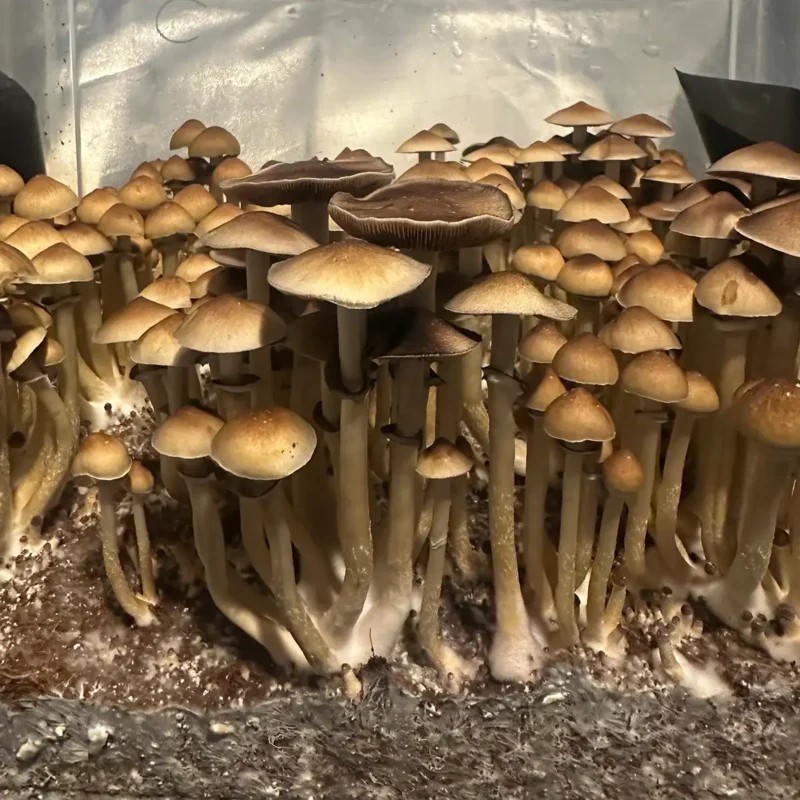 A large flush of Texas Yellow Cap spore syringe mushrooms.