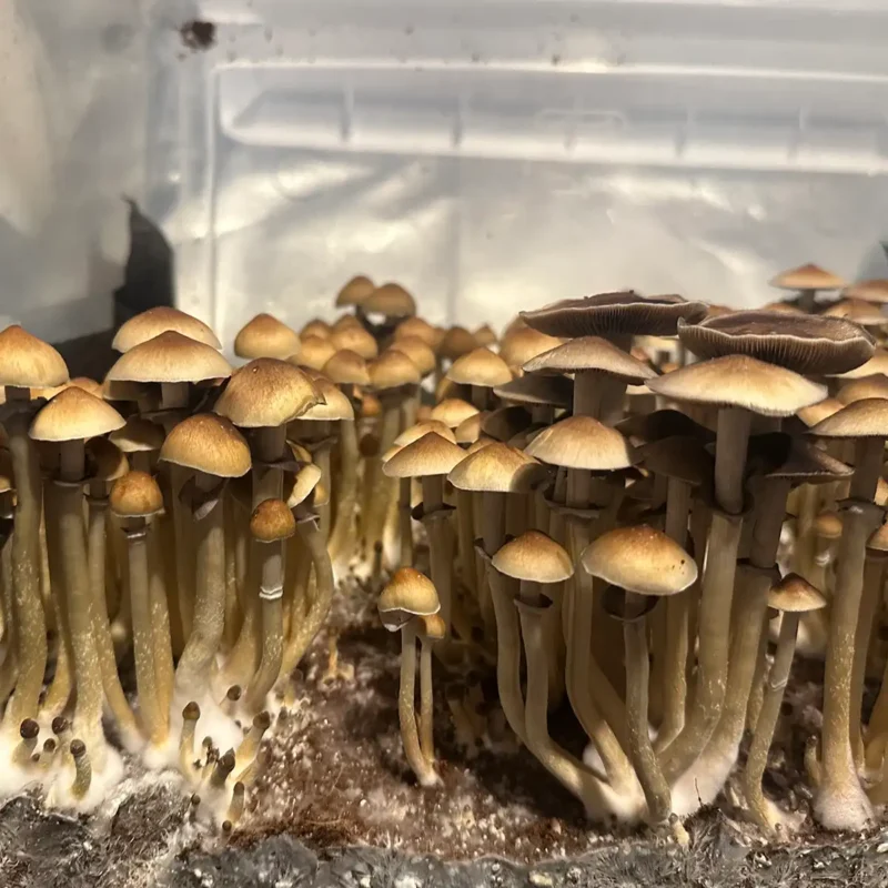 A large flush of Texas Yellow Cap spore syringe mushrooms.