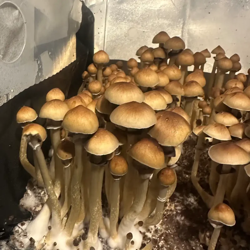 A large flush of Texas Yellow Cap spore syringe mushrooms.