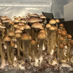 A large flush of Texas Yellow Cap spore syringe mushrooms.