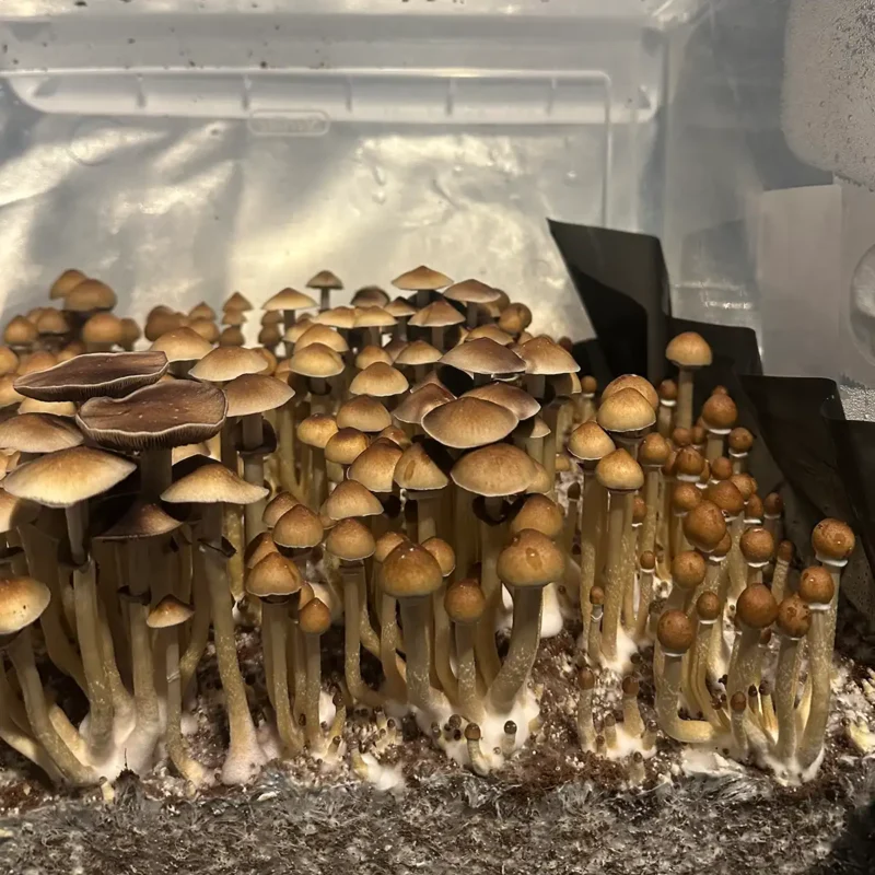 A large flush of Texas Yellow Cap spore syringe mushrooms.